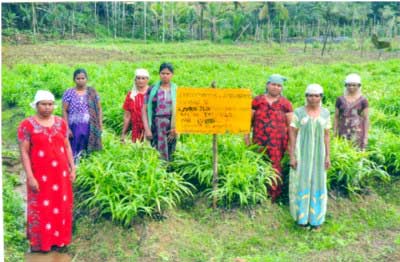 Kudumbasree Units are on Medicinal Plant Cultivation