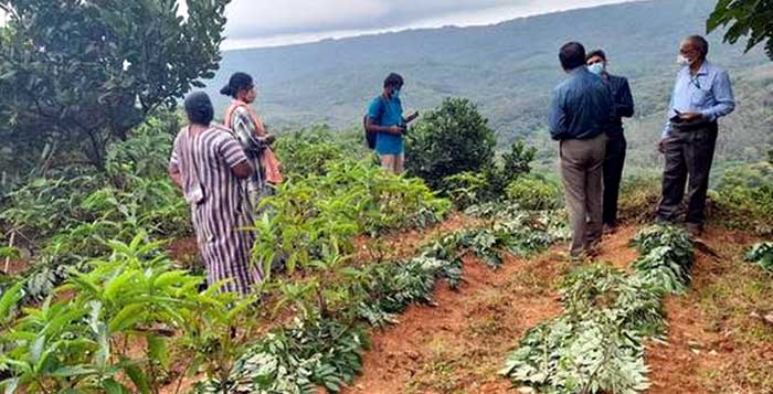 Medicinal Plant Cultivation under Tribal Development Programme