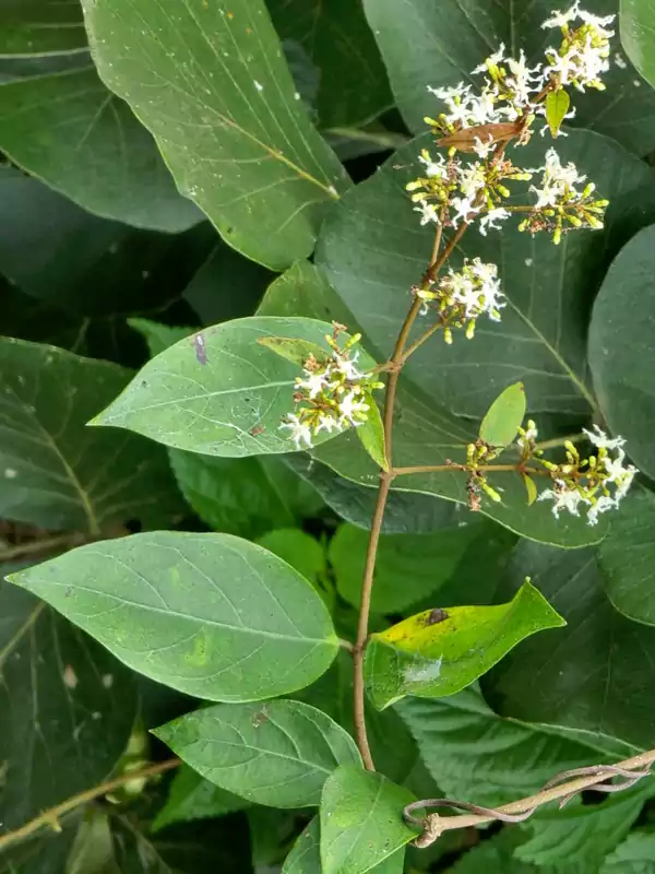 Ichnocarpus frutescens