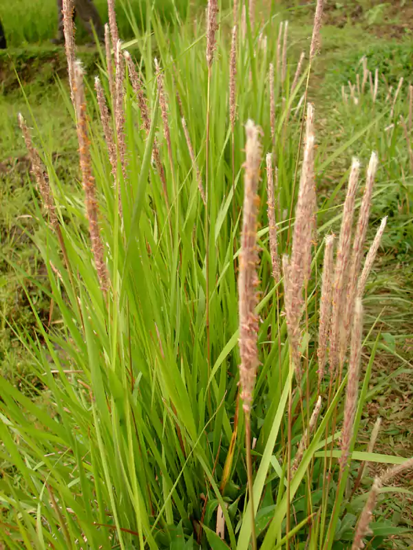 Imperata cylindrica