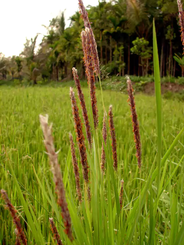 Imperata cylindrica