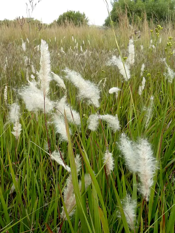 Imperata cylindrica