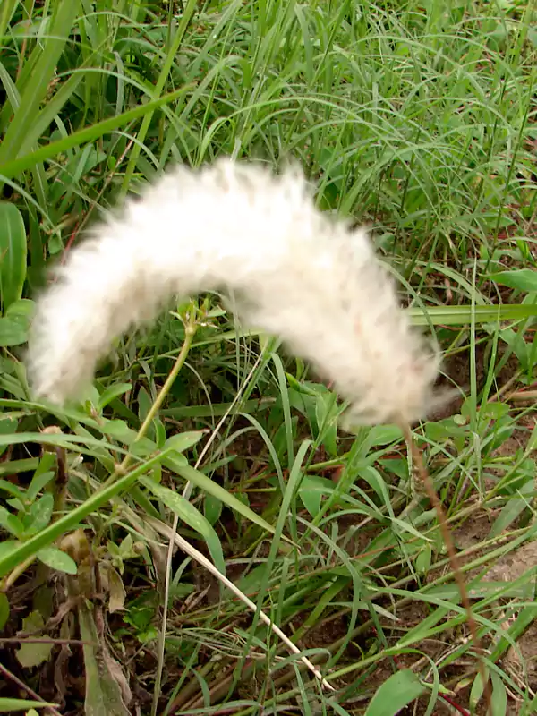 Imperata cylindrica