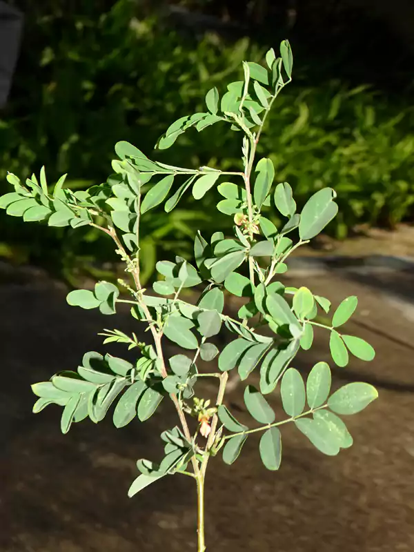 Indigofera tinctoria