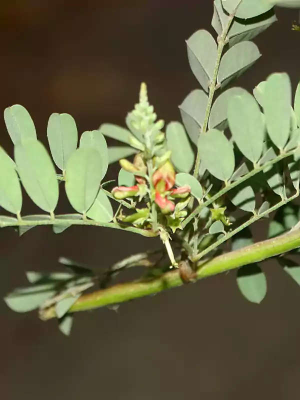 Indigofera tinctoria