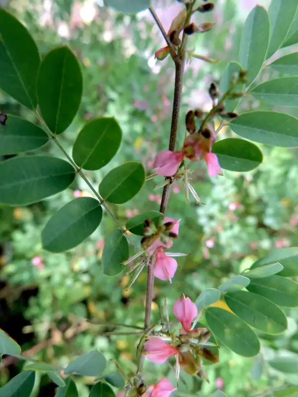 Indigofera tinctoria