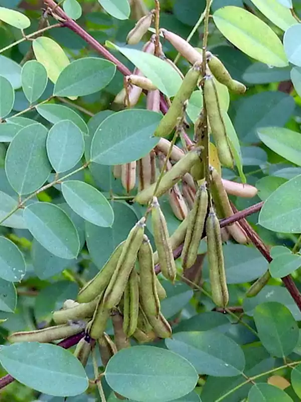 Indigofera tinctoria