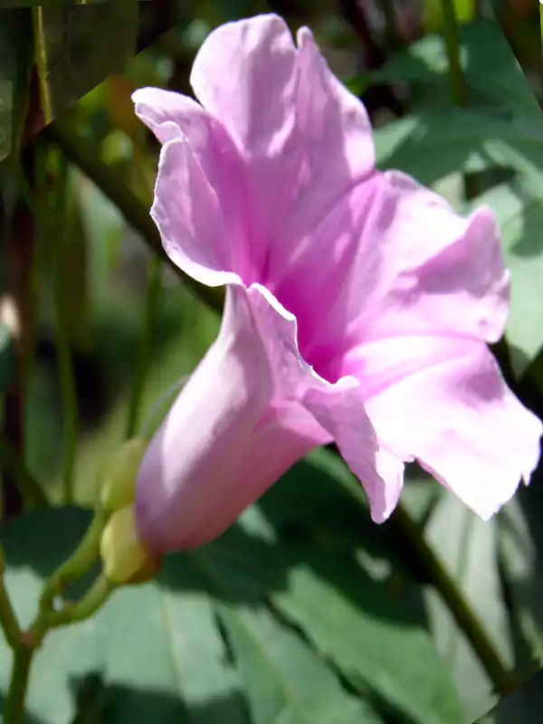 Ipomoea mauritiana