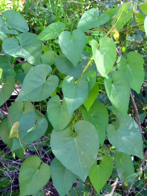 Ipomoea obscura