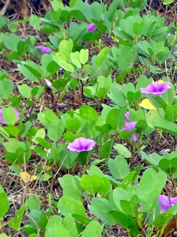 Ipomoea pes-caprae