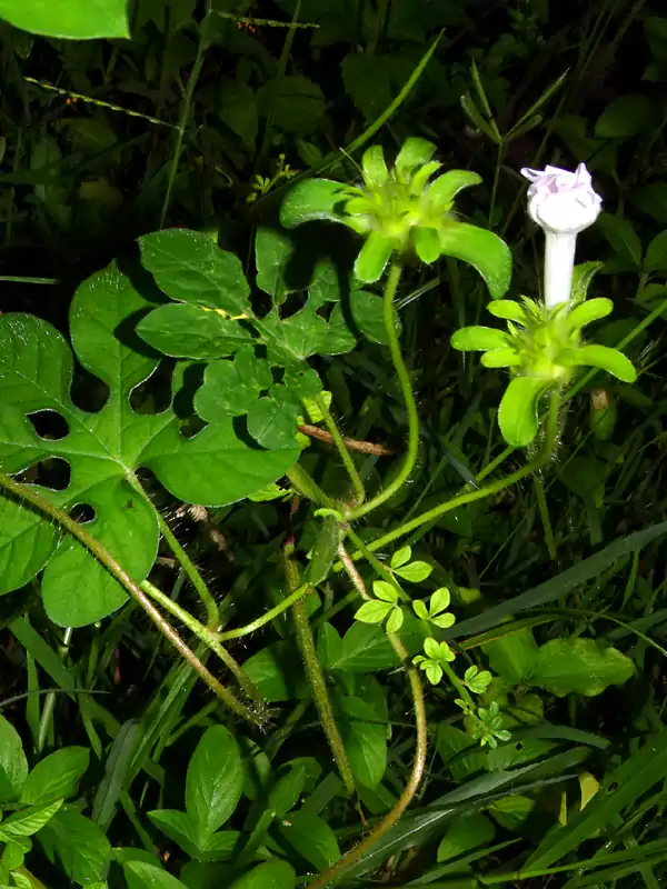 Ipomoea pes-tigridis