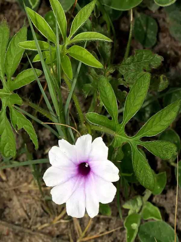 Ipomoea pes-tigridis