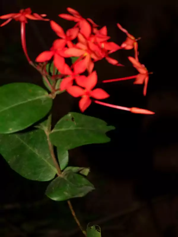 Ixora coccinea