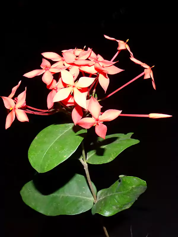 Ixora coccinea