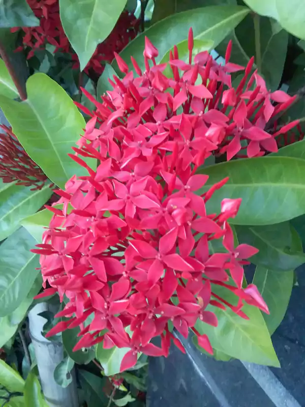 Ixora coccinea