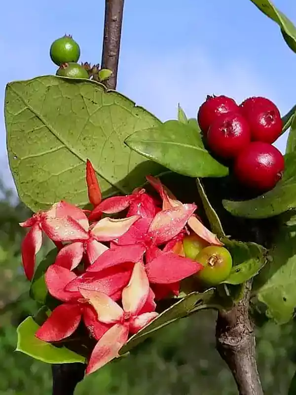 Ixora coccinea