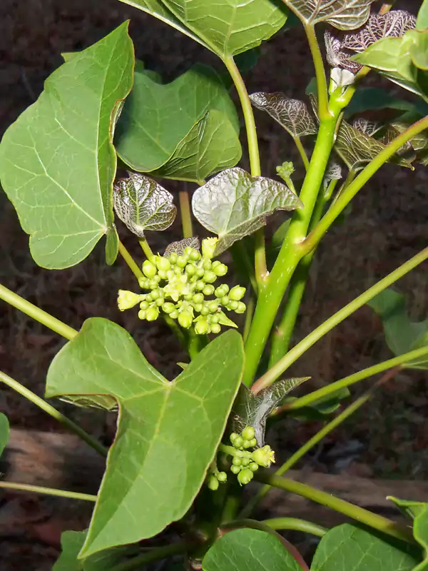 Jatropha curcas