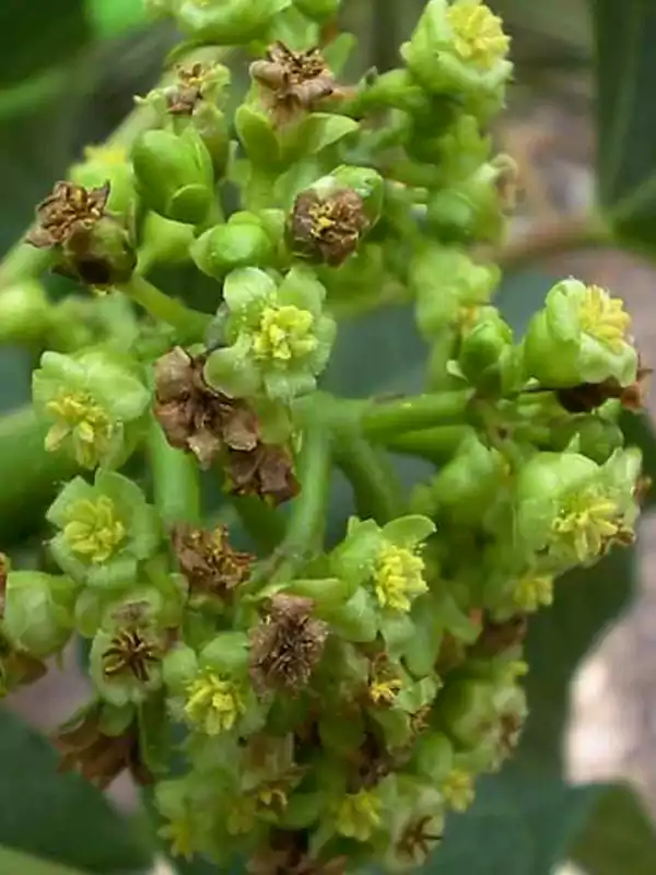 Jatropha curcas