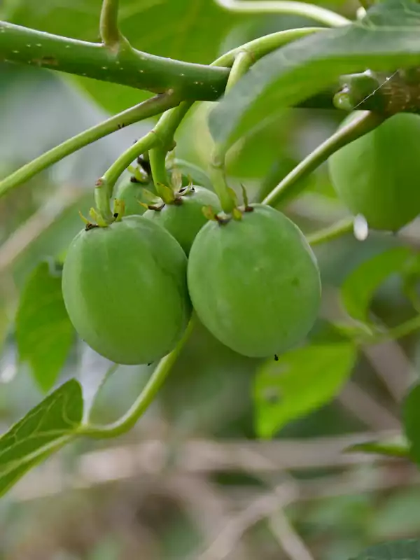 Jatropha curcas