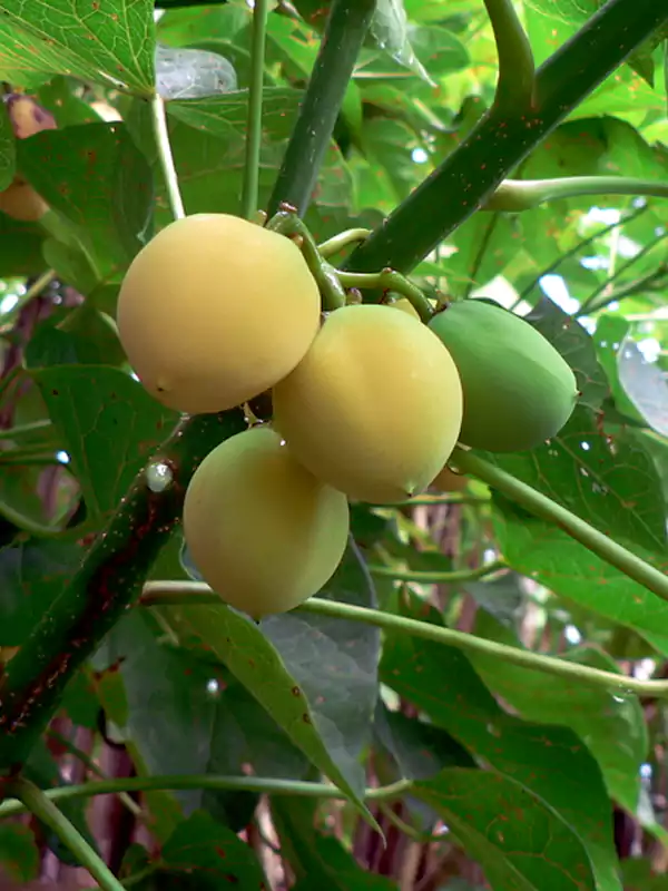 Jatropha curcas