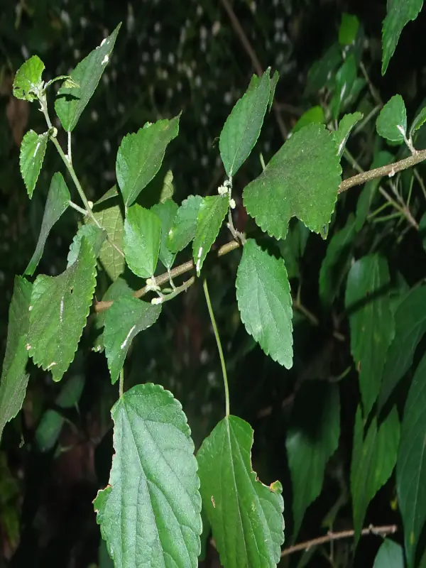 Acalypha fruticosa