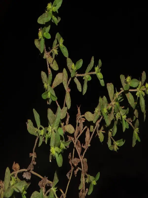 Acanthospermum hispidum