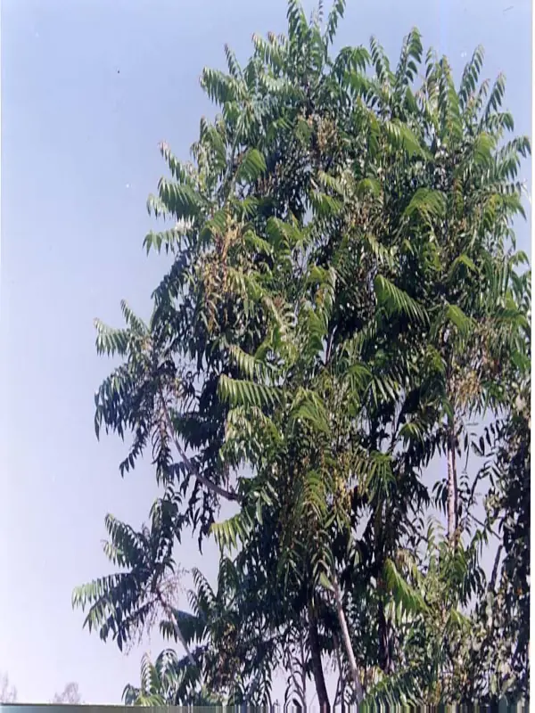 Ailanthus excelsa