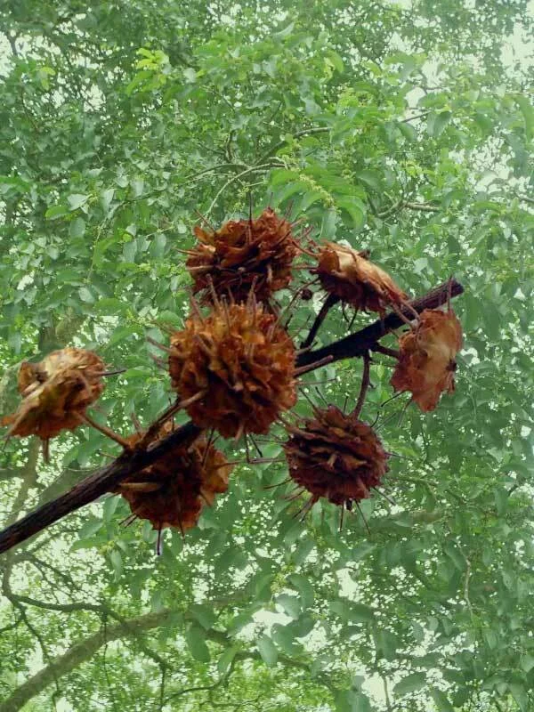 Anogeissus latifolia