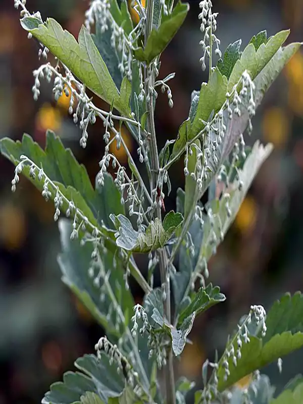 Artemisia nilagirica