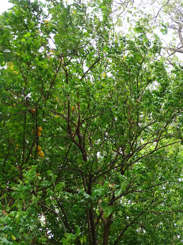 Averrhoa carambola