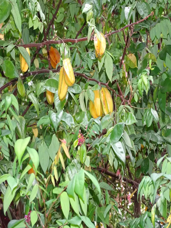 Averrhoa carambola