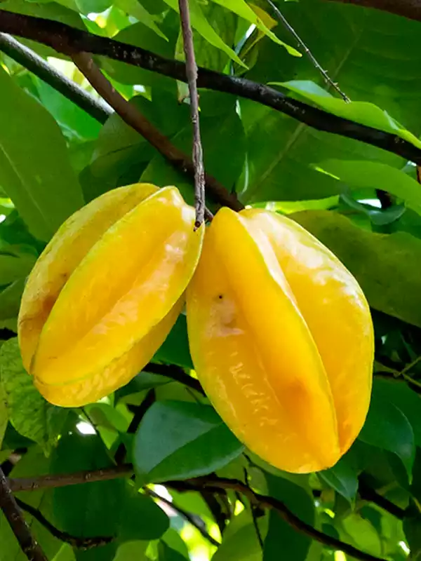 Averrhoa carambola