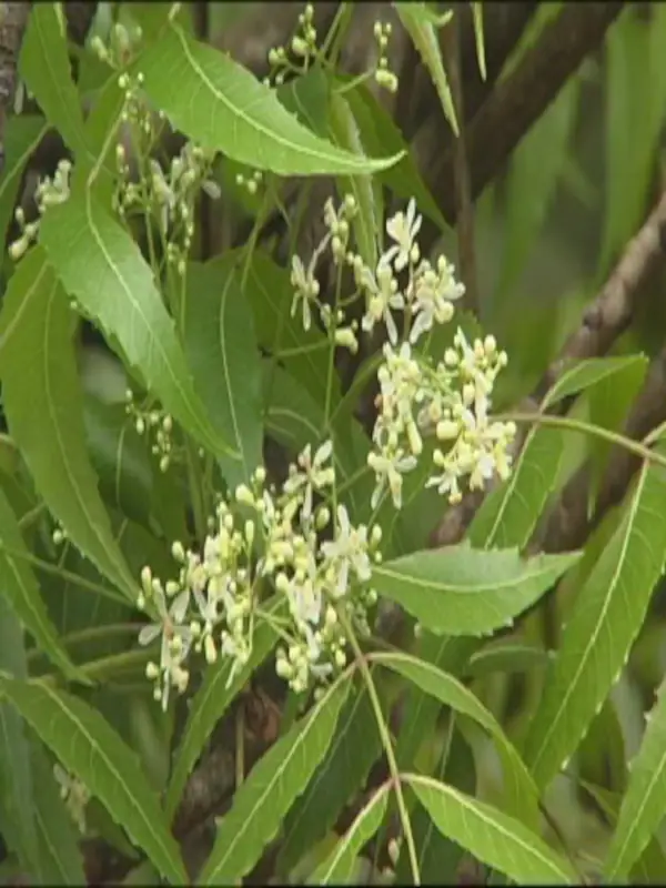 Azadirachta indica