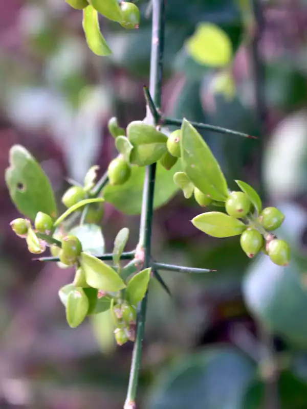 Azima tetracantha