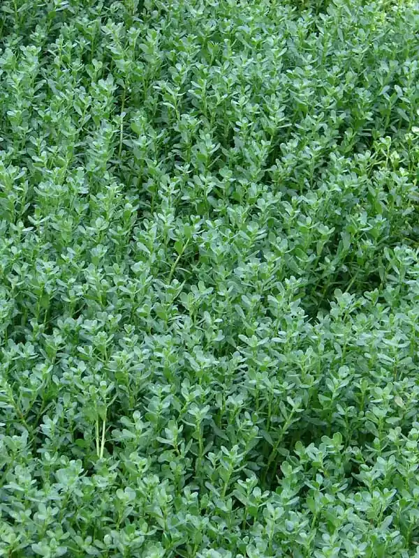 Bacopa monnieri