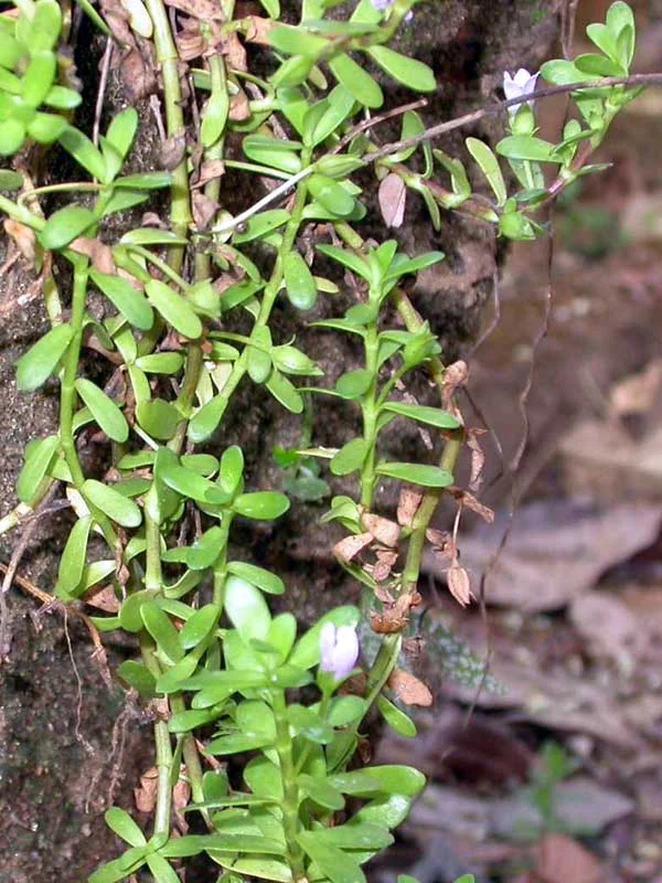 Bacopa monnieri