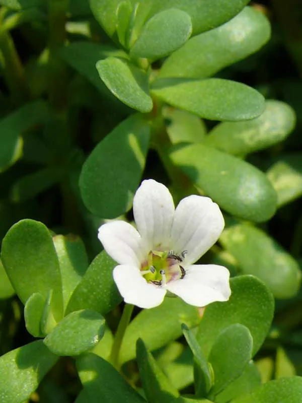 Bacopa monnieri