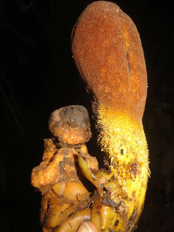 Balanophora fungosa