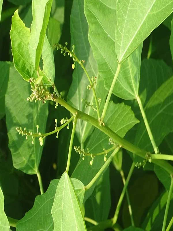 Baliospermum solanifolium