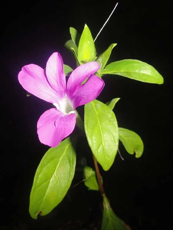 Barleria prattensis