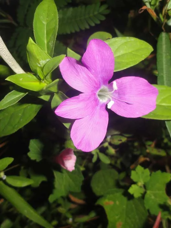 Barleria prattensis