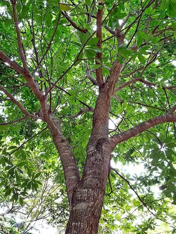 Barringtonia acutangula