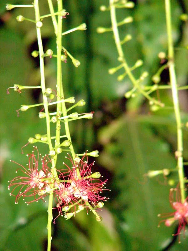 Barringtonia acutangula