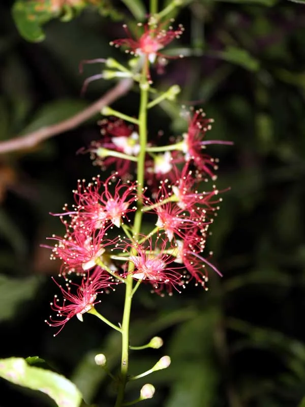 Barringtonia acutangula