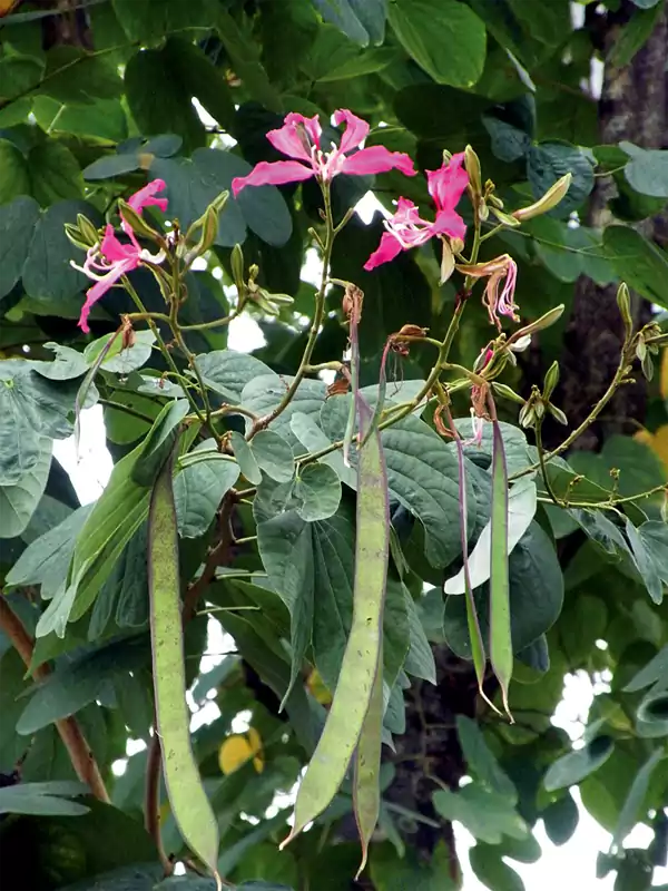 Bauhinia purpurea