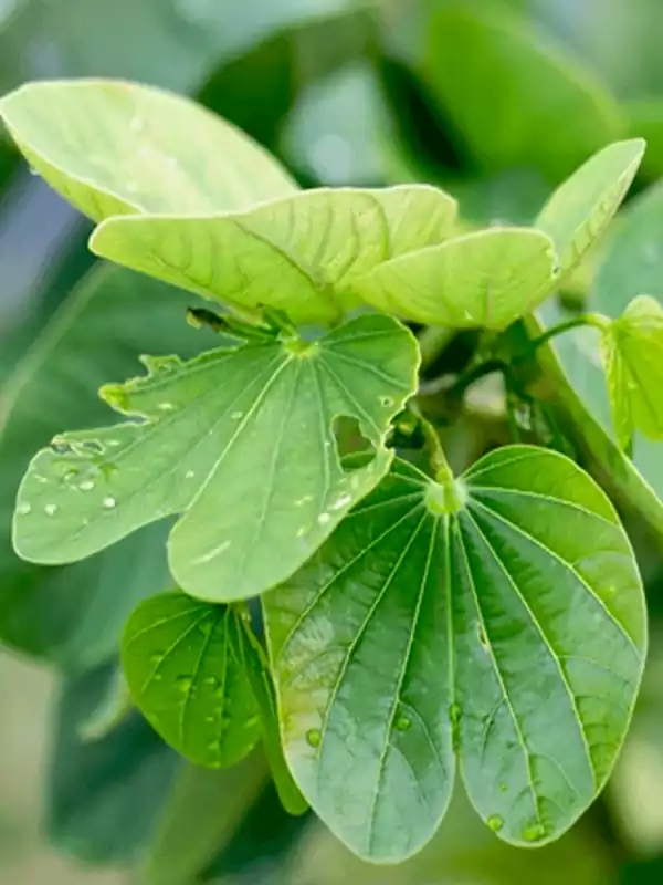 Bauhinia purpurea