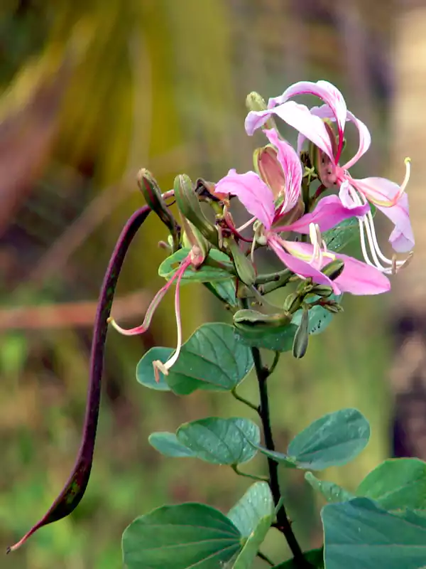 Bauhinia purpurea