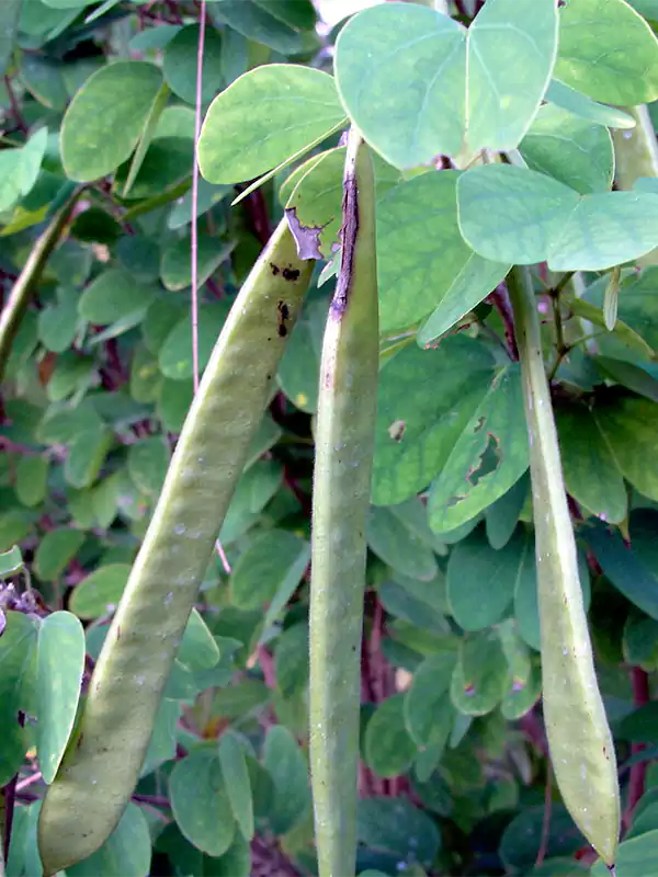 Bauhinia purpurea