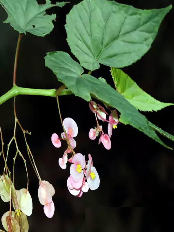 Begonia malabarica