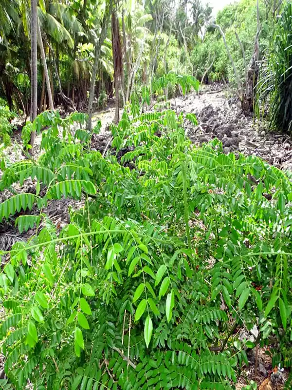 Caesalpinia bonduc